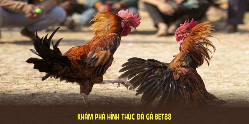 Khám phá hình thức đá gà BET88 và trải nghiệm đấu trường ấn tượng