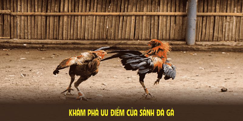 Khám phá ưu điểm của sảnh đá gà BET88 và trải nghiệm tiện ích